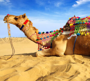 Pushkar Camel Fair 2015