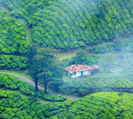 Tea Estate of Munnar
